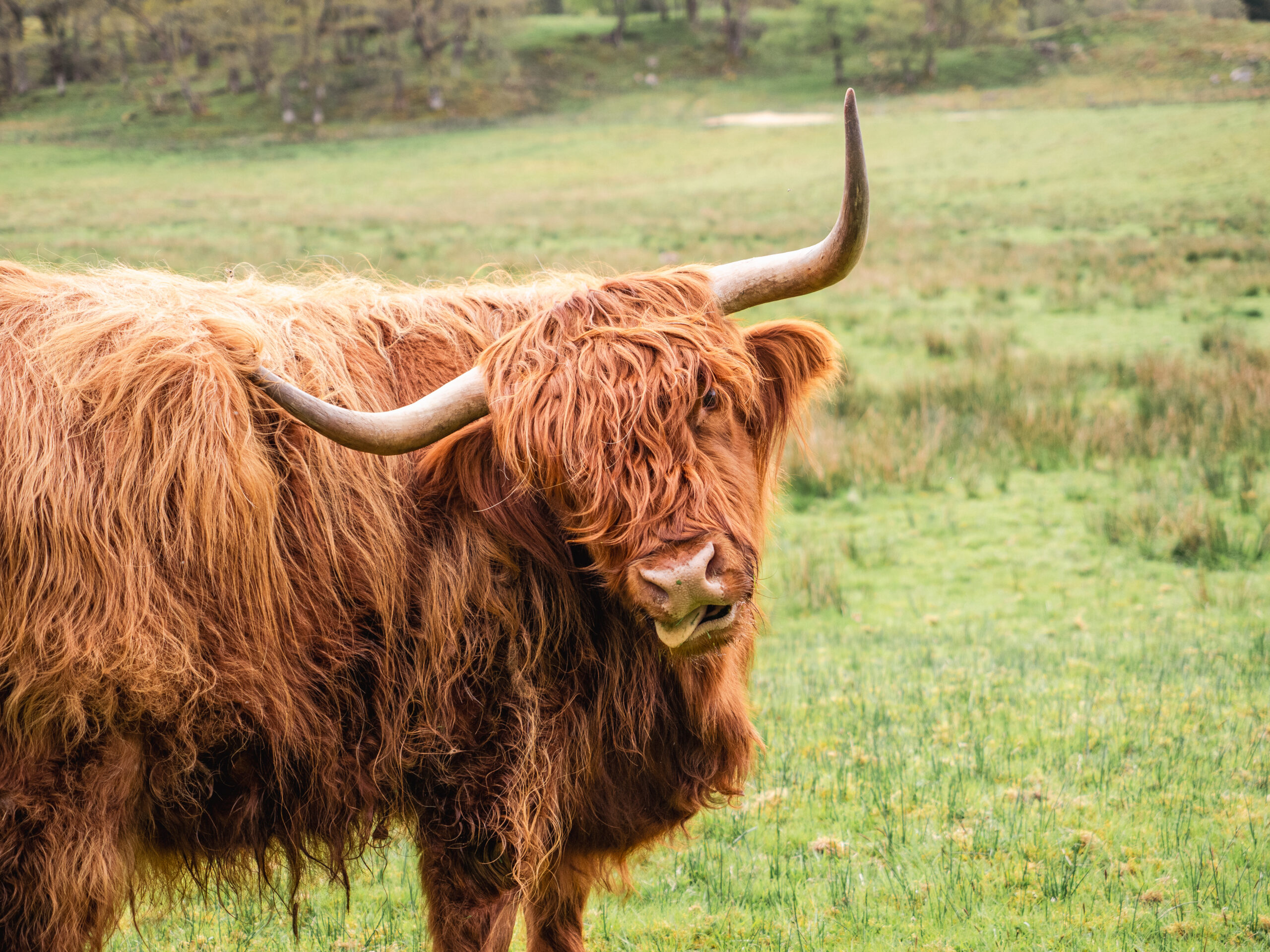 Driving Tour of the Scottish Highlands: 28th September - 5th October 2026
